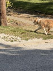 Found/Stray Unknown Dog last seen 11th and Auburn, Speedway, IN 46224
