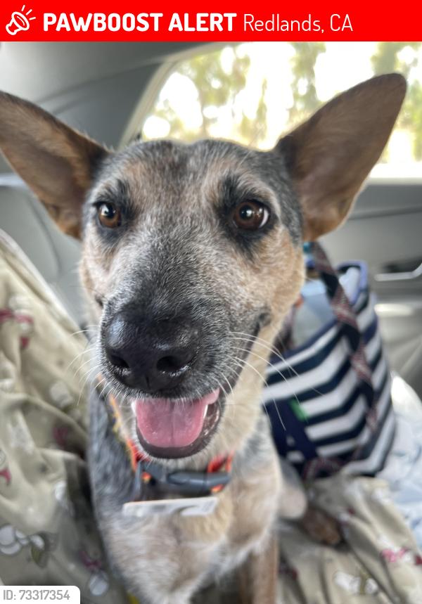 Lost Female Dog last seen Lugonia, Redlands, CA 92374