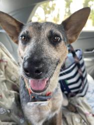Lost Female Dog last seen Lugonia, Redlands, CA 92374