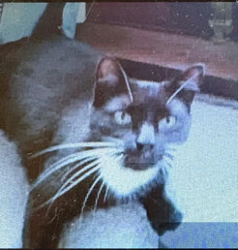 Found/Stray Unknown Cat last seen Aigburth Hall Avenue, Liverpool L19 9EA, UK, Merseyside, England L19 9EA