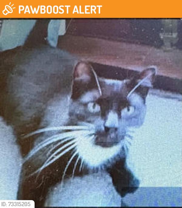 Found/Stray Unknown Cat last seen Aigburth Hall Avenue, Liverpool L19 9EA, UK, Merseyside, England L19 9EA