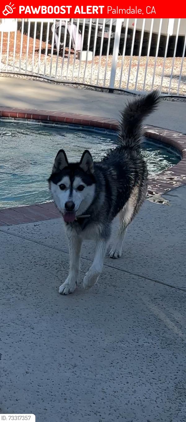 Lost Female Dog last seen 30th Street and O4 Ave, Palmdale, CA 93551