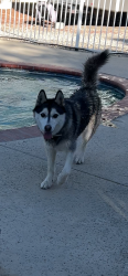 Lost Female Dog last seen 30th Street and O4 Ave, Palmdale, CA 93551