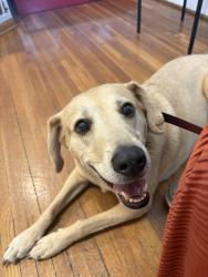 Reunited Male Dog last seen Loughborough and gravios, St. Louis, MO 63109