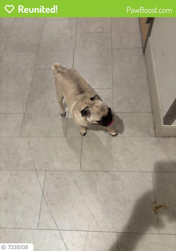 Reunited Female Dog last seen Fourth and Beech, San Diego, CA 92101