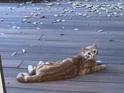 Found/Stray Male Cat last seen Eacher, Oakland, CA 94611