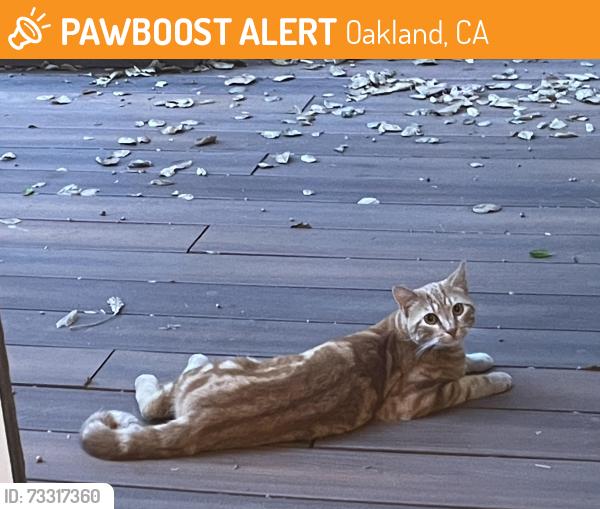 Found/Stray Male Cat last seen Eacher, Oakland, CA 94611
