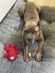 Reunited Male Dog last seen Richlands highway, Richlands, NC 28574