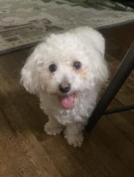 Reunited Female Dog last seen San Luis St, Los Banos, CA 93635