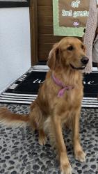 Lost Female Dog last seen El segundo and encino vista Dr, Thousand Oaks, CA 91362