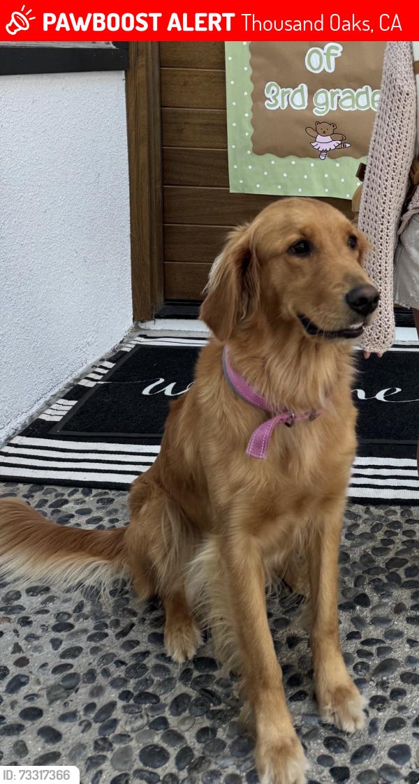 Lost Female Dog last seen El segundo and encino vista Dr, Thousand Oaks, CA 91362