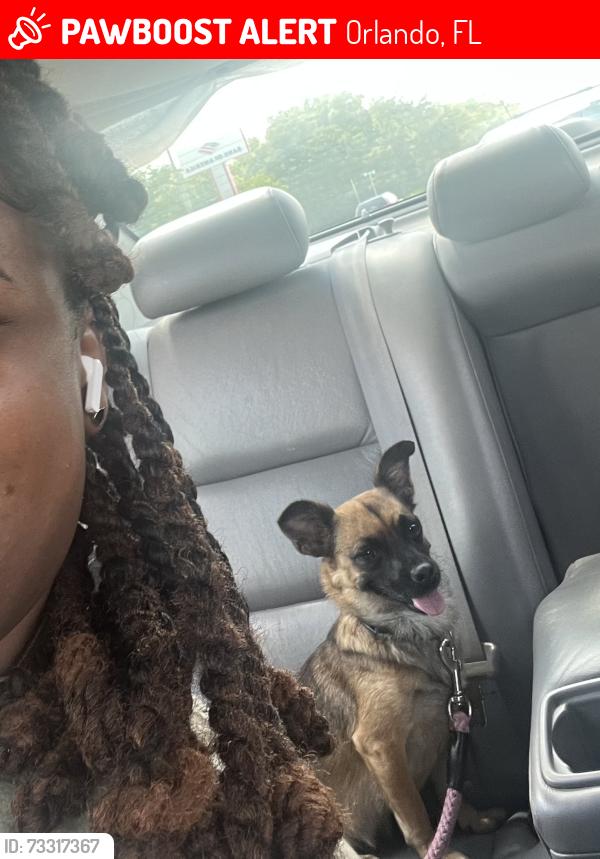 Lost Female Dog last seen Bruton, Orlando, FL 32811