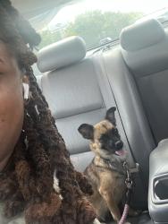 Lost Female Dog last seen Bruton, Orlando, FL 32811