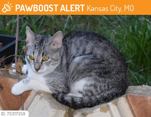 Found/Stray Unknown Cat last seen Armour & Troost, Kansas City, MO 64109