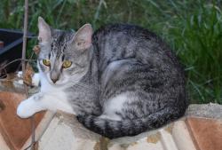 Found/Stray Unknown Cat last seen Armour & Troost, Kansas City, MO 64109