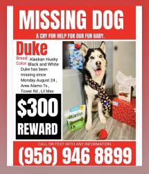Reunited Male Dog last seen Near San Angelo dr alamo tx 78516, Alamo, TX 78516