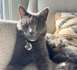 Lost Female Cat last seen Beech St & Sycamore St, Columbus OH, Columbus, OH 43206