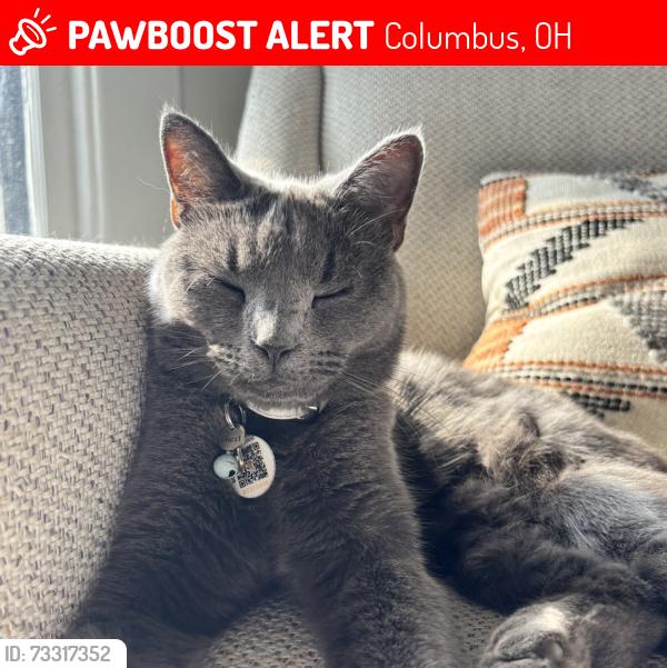 Lost Female Cat last seen Beech St & Sycamore St, Columbus OH, Columbus, OH 43206