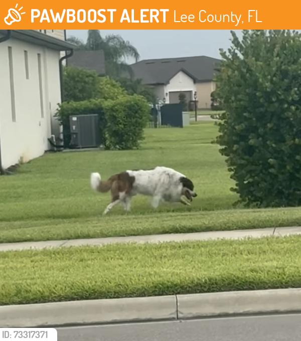 Found/Stray Male Dog last seen Portico blvd fort myers, Lee County, FL 33905