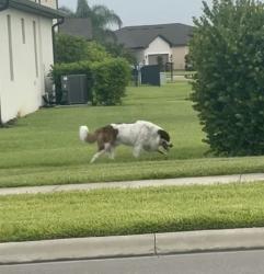 Found/Stray Male Dog last seen Portico blvd fort myers, Lee County, FL 33905