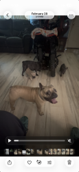 Lost Male Dog last seen toomer elementary, Atlanta, GA 30317