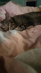 Lost Male Cat last seen Near Beechwood Dr, Slidell, LA 70460