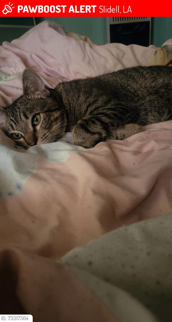 Lost Male Cat last seen Near Beechwood Dr, Slidell, LA 70460