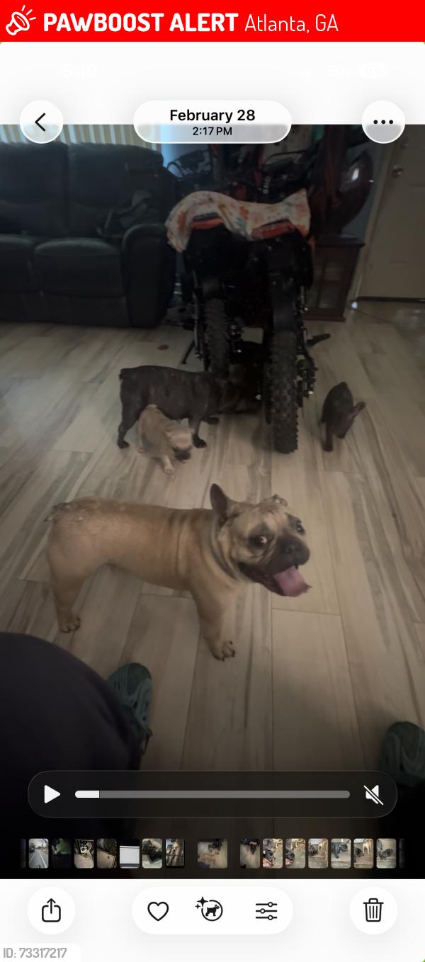 Lost Male Dog last seen toomer elementary, Atlanta, GA 30317