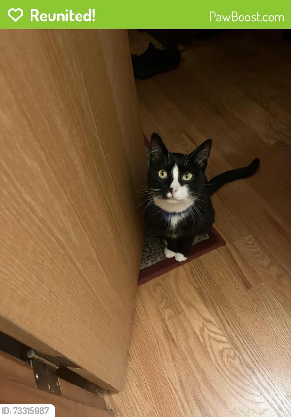 Reunited Male Cat last seen 53rd between Stark and Burnside, Portland, OR 97215
