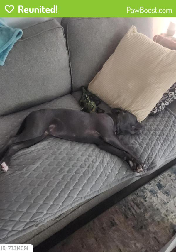 Reunited Female Dog last seen Near reed dr, Zebulon, NC 27597