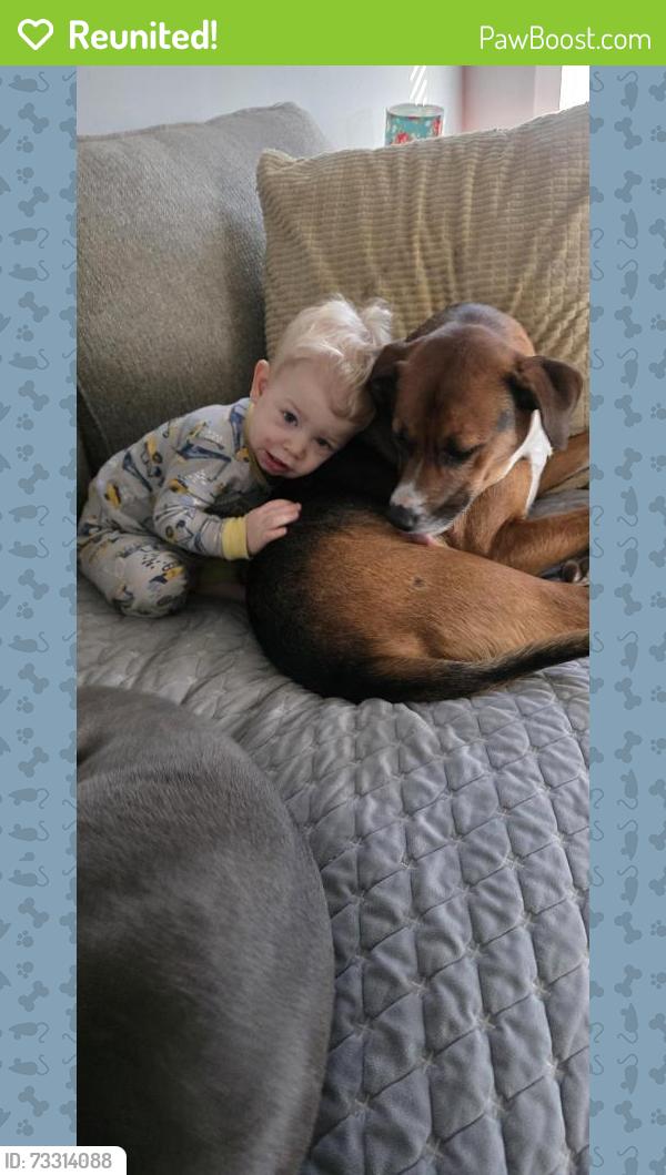 Reunited Male Dog last seen Near reed dr, Zebulon, NC 27597