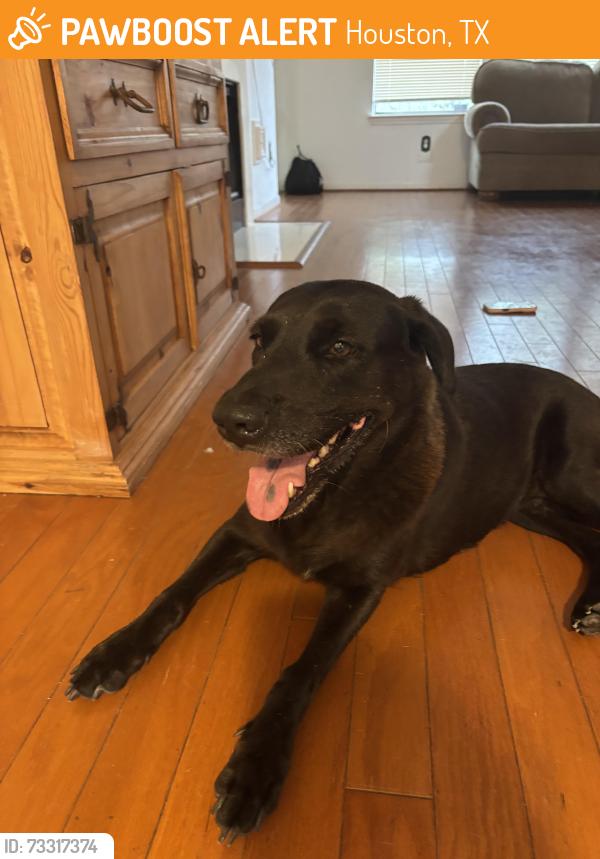 Found/Stray Female Dog last seen Cliffton forge dr, Houston, TX 77065