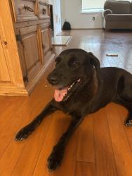 Found/Stray Female Dog last seen Cliffton forge dr, Houston, TX 77065