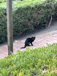 Found/Stray Unknown Cat last seen Monero Dr @ Ambergate, Rancho Palos Verdes, CA 90275