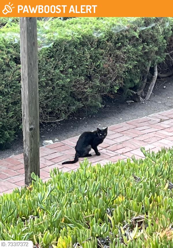 Found/Stray Unknown Cat last seen Monero Dr @ Ambergate, Rancho Palos Verdes, CA 90275