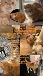 Lost Male Cat last seen Brookstone Neighborhood, Columbus, GA 31904