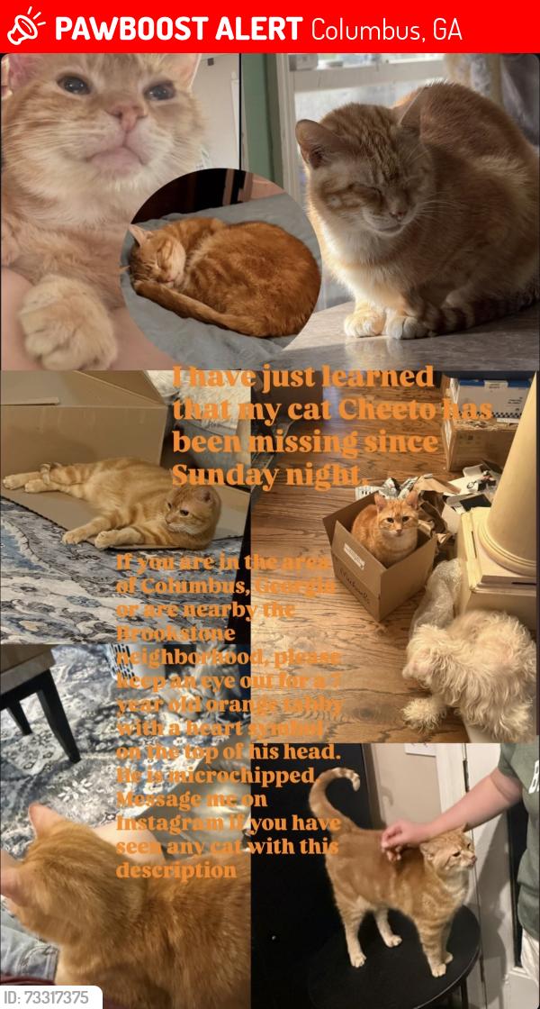 Lost Male Cat last seen Brookstone Neighborhood, Columbus, GA 31904