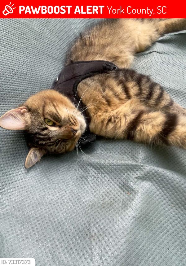 Lost Male Cat last seen Hwy 160, York County, SC 29708
