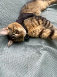 Lost Male Cat last seen Hwy 160, York County, SC 29708