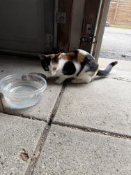 Found/Stray Unknown Cat last seen 13 Mile and Drake, Farmington Hills, MI 48331