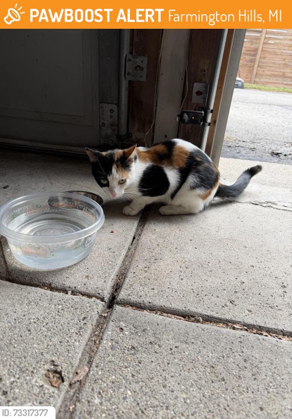 Found/Stray Unknown Cat last seen 13 Mile and Drake, Farmington Hills, MI 48331