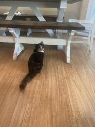 Reunited Female Cat last seen Pickett’s Mill Road, Possum Creek, Oliver Overlook, Dallas, GA 30132
