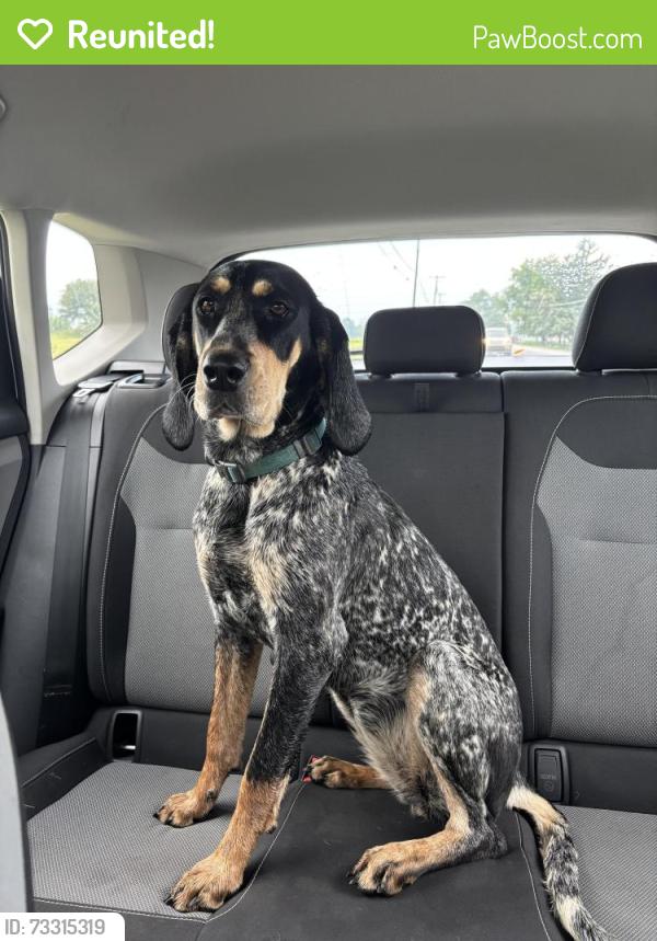 Reunited Female Dog last seen In between Paradise Concrete and the Doll Outlet, Ronks, PA 17572
