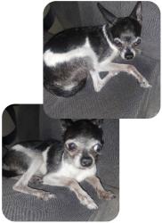 Reunited Female Dog last seen 36th street between thomas and Oak, Phoenix, AZ 85028