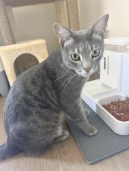 Reunited Male Cat last seen Lakeview drive, San Ramon, CA 94582