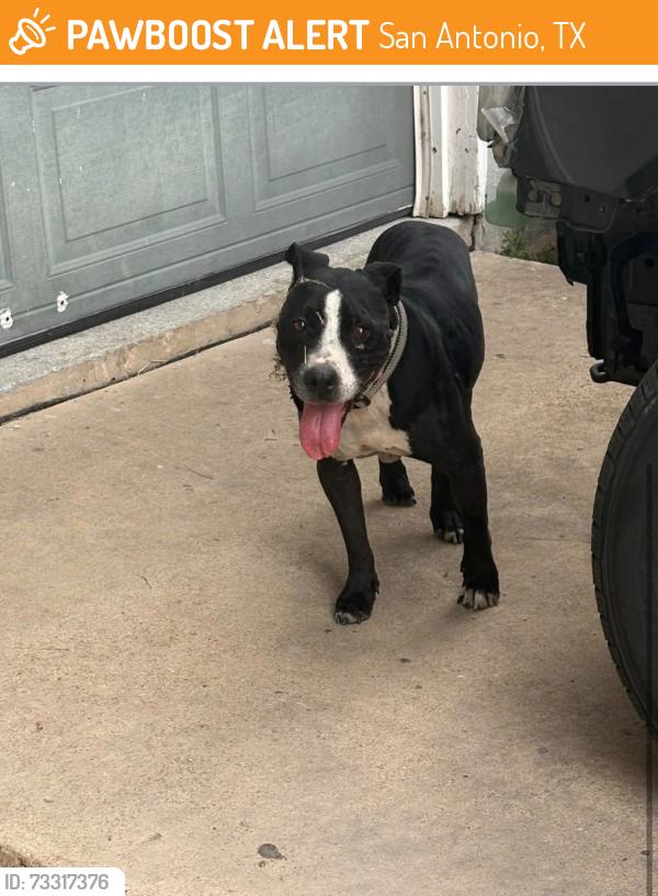 Found/Stray Male Dog last seen Grass field drive, San Antonio, TX 78227