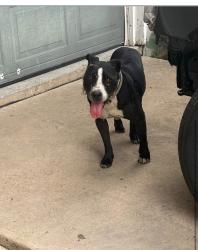 Found/Stray Male Dog last seen Grass field drive, San Antonio, TX 78227