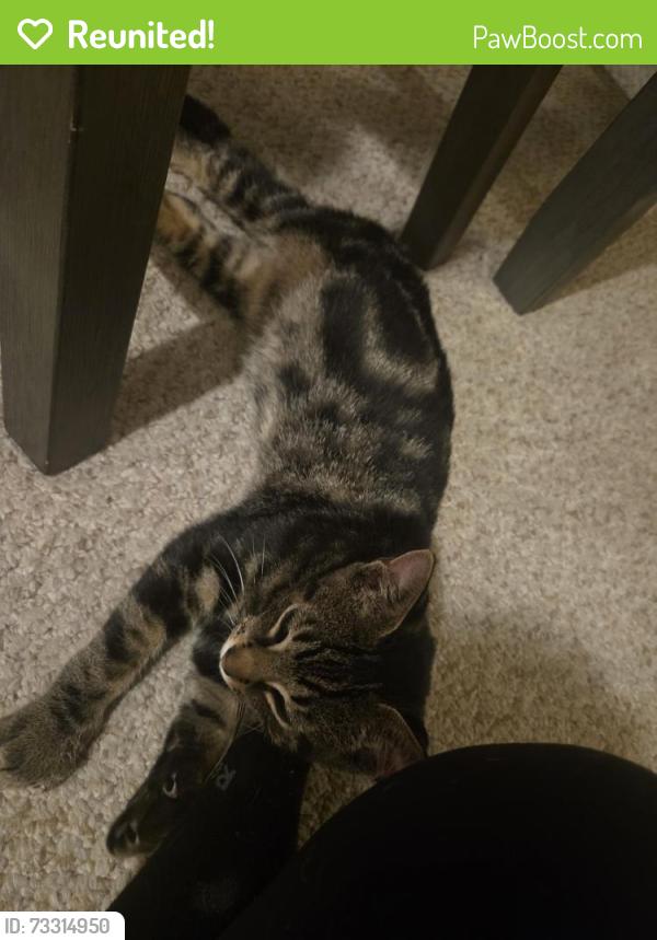 Reunited Unknown Cat last seen In a forest meowing like crazy, Erie, PA 16507