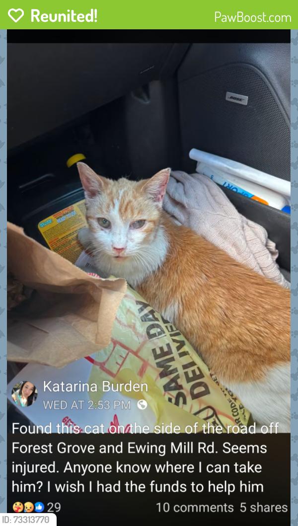 Reunited Female Cat last seen Forest Grove and Ewing Mill Rd, Robinson Township, PA 15136