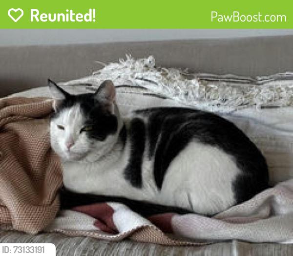 Reunited Male Cat last seen 23rd St and Manhattan Ave in Manhattan Beach 90266, Manhattan Beach, CA 90266